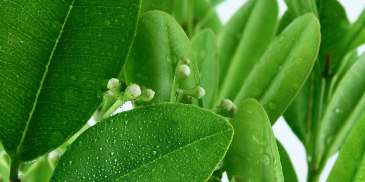 Huile essentielle de Ylang-Ylang — Sérénité et Harmonie